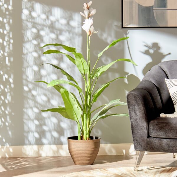 baytonia_main product photo
