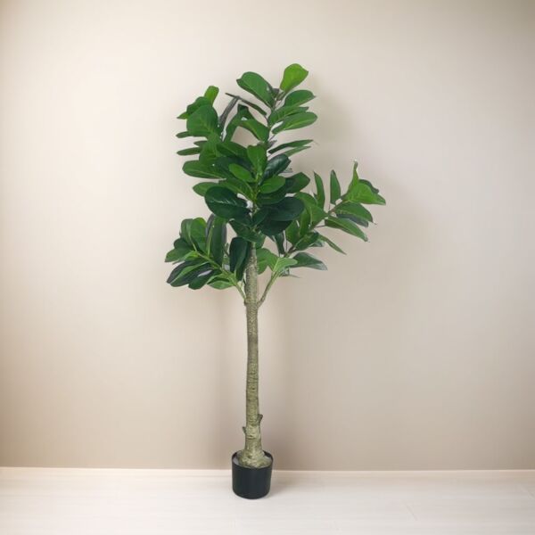 baytonia_main product photo
