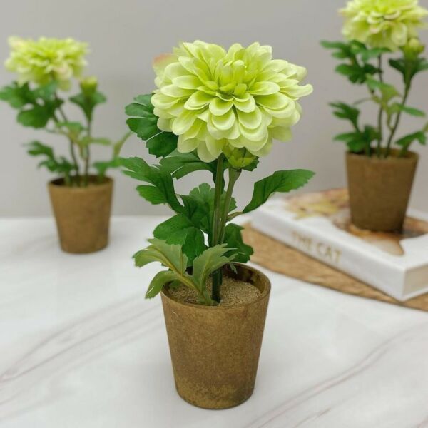 baytonia_main product photo