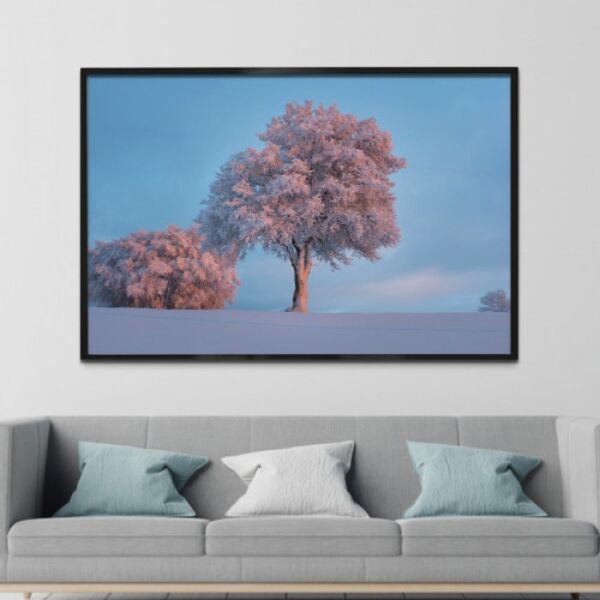baytonia_main product photo