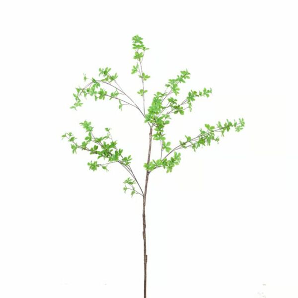 baytonia_main product photo