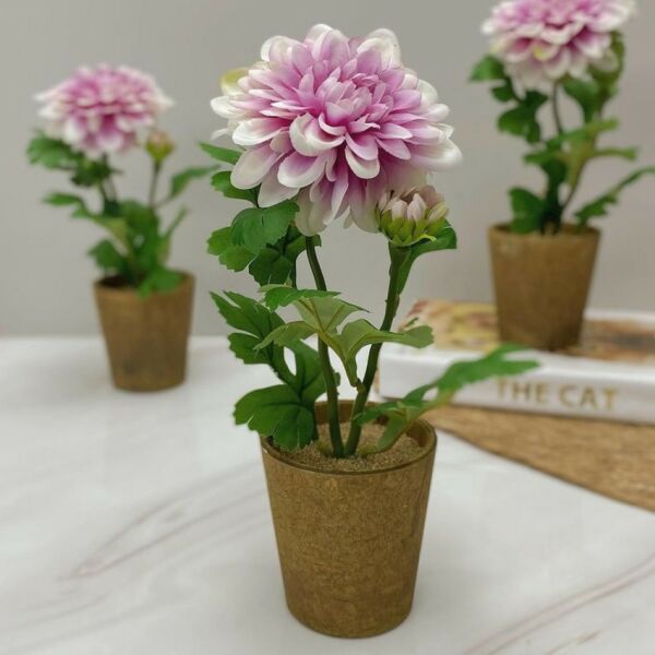 baytonia_main product photo