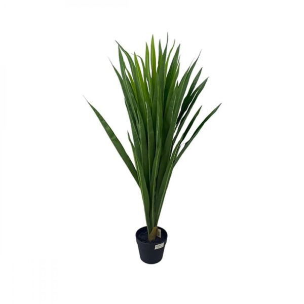 baytonia_main product photo