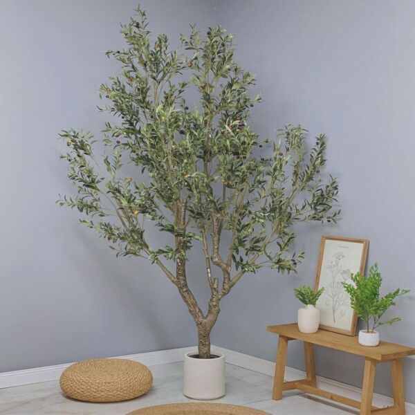 baytonia_main product photo