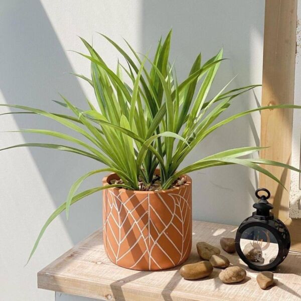 baytonia_main product photo