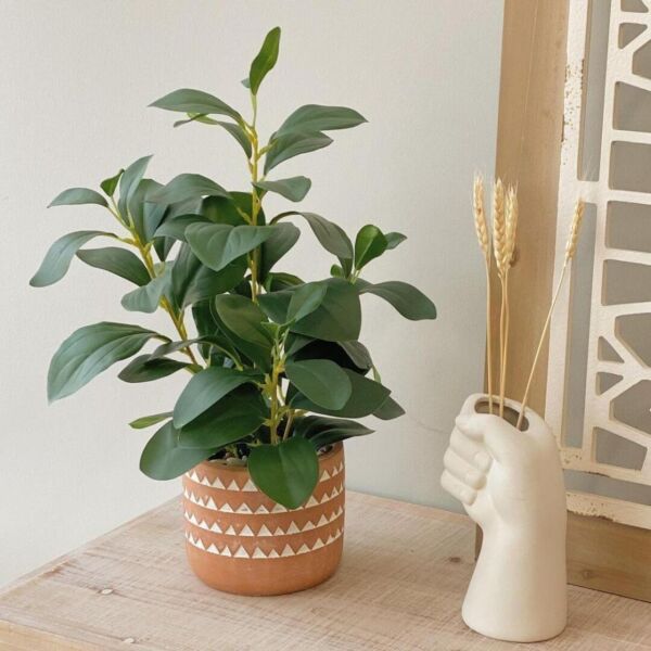 baytonia_main product photo
