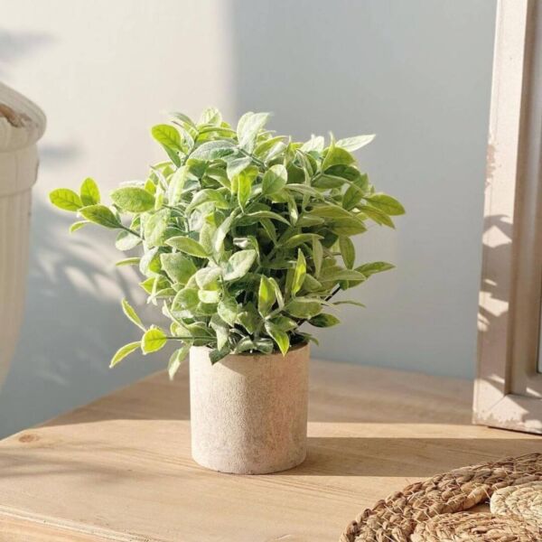 baytonia_main product photo