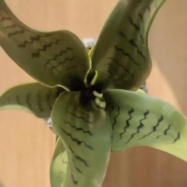 baytonia_gallery_image