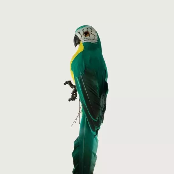 baytonia_gallery_image