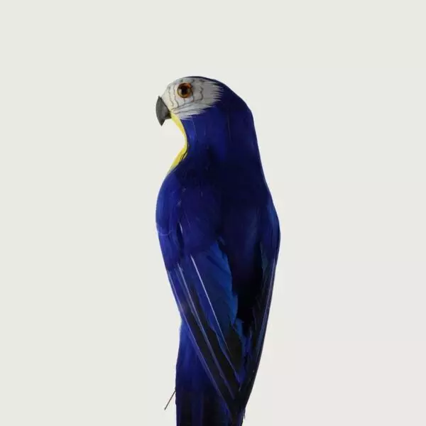 baytonia_gallery_image