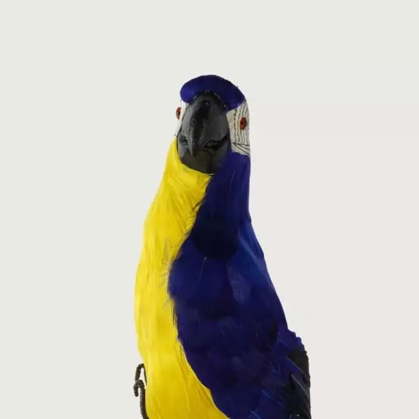 baytonia_gallery_image