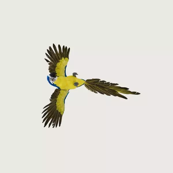 baytonia_gallery_image