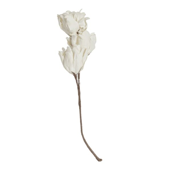 baytonia_main product photo