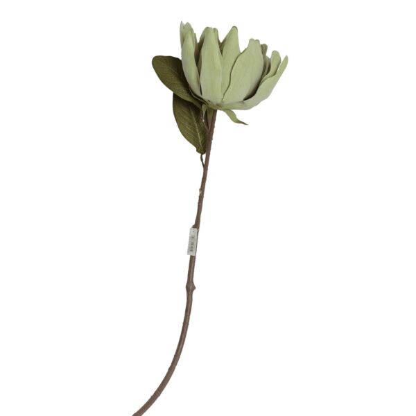baytonia_main product photo