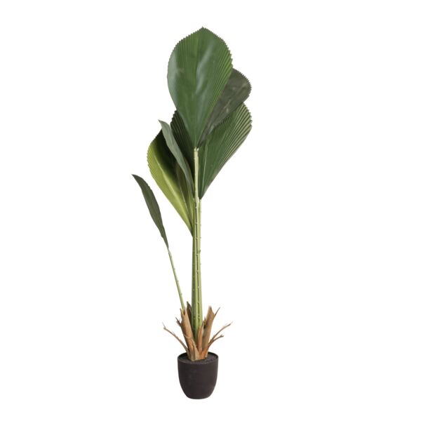 baytonia_main product photo
