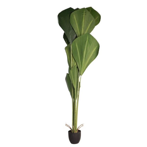 baytonia_main product photo