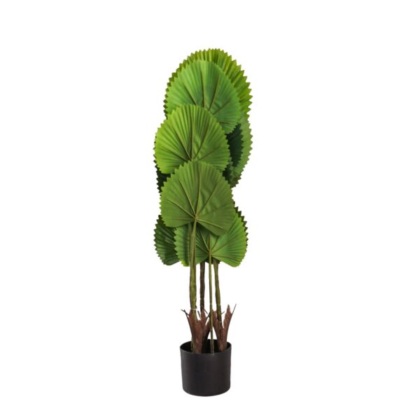 baytonia_main product photo