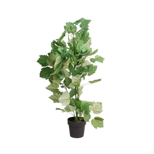 baytonia_main product photo