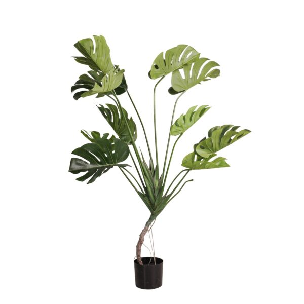 baytonia_main product photo