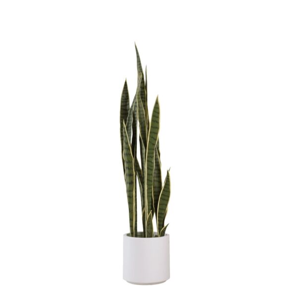 baytonia_main product photo