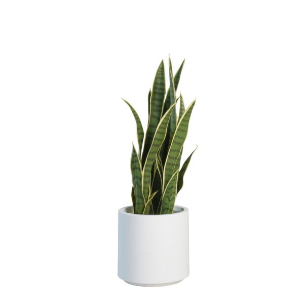 baytonia_main product photo