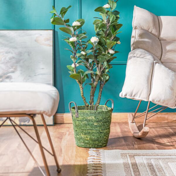 baytonia_main product photo