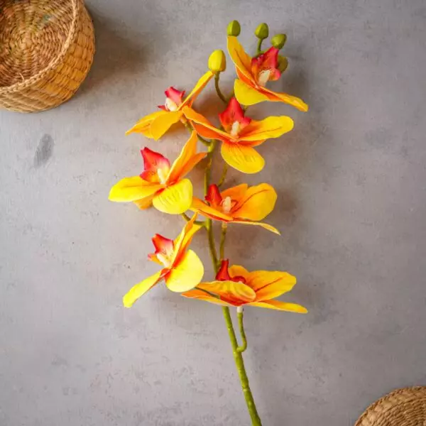 baytonia_gallery_image