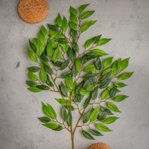 baytonia_main product photo
