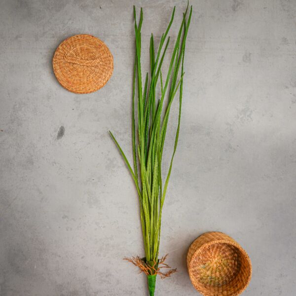 baytonia_main product photo