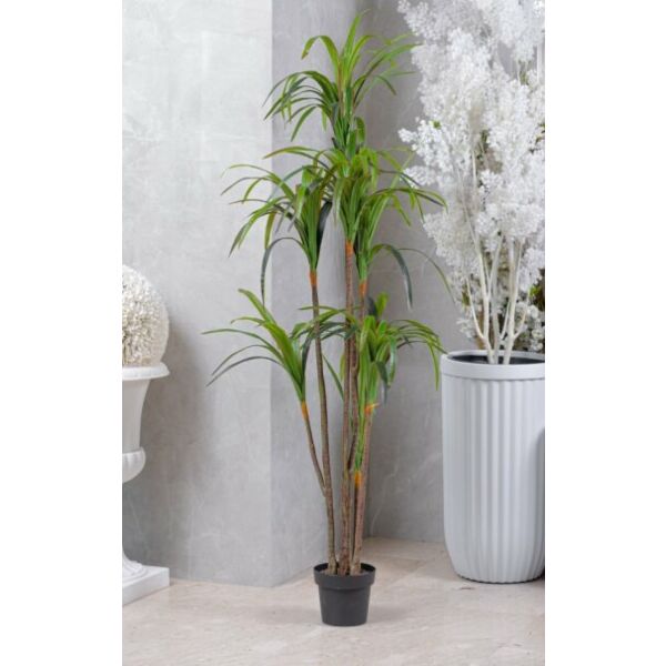 baytonia_main product photo