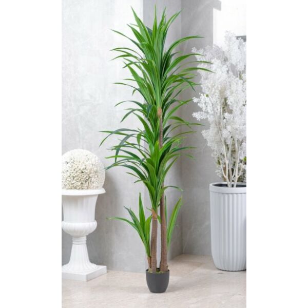 baytonia_main product photo