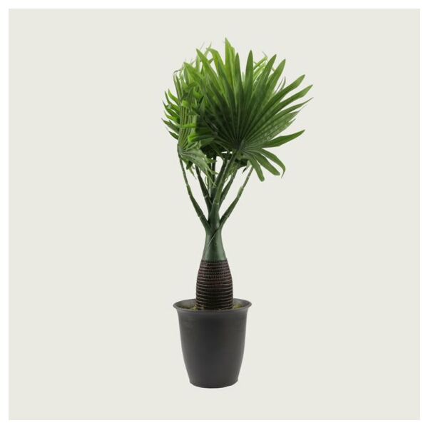 baytonia_main product photo