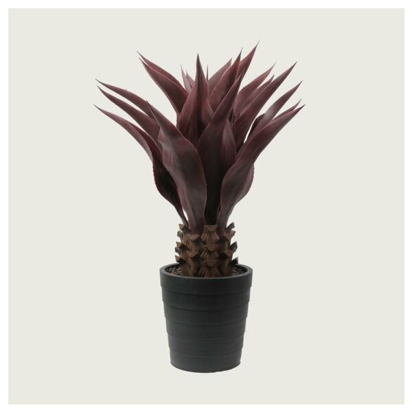 baytonia_main product photo