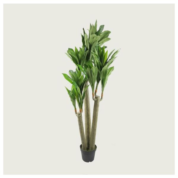 baytonia_main product photo