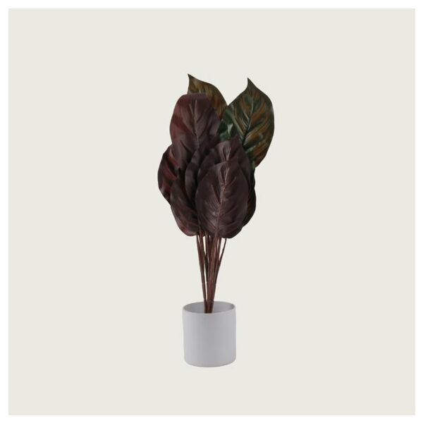 baytonia_main product photo
