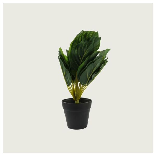 baytonia_main product photo