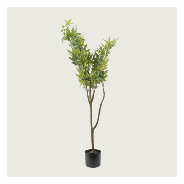 baytonia_main product photo