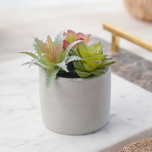 baytonia_main product photo