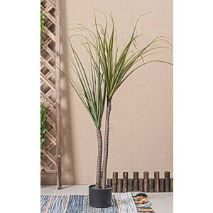 شجرة نخيل - اصيص أسود