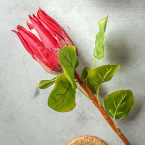 نبتة صناعي,زهرة بروتيا حمراء
