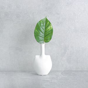 ورقة نبتة بوتس - 12 قطعة