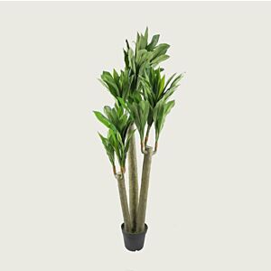 شجر نالين درسينا 