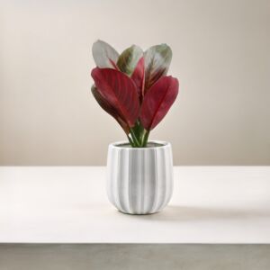 شجرة صناعية كالاثيا ايث بمركن-احمر وابيض     - 12 قطعة